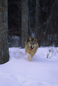 冬天下雪天奔跑的狼图片