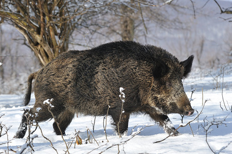 冬天野猪图片