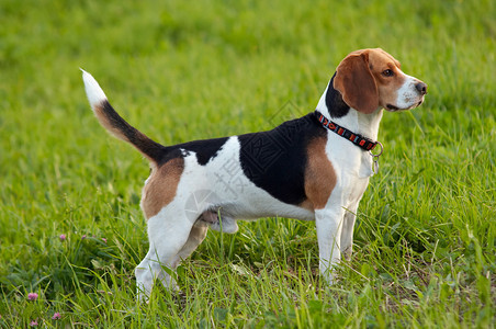 英国小猎犬在草地上的形象图片