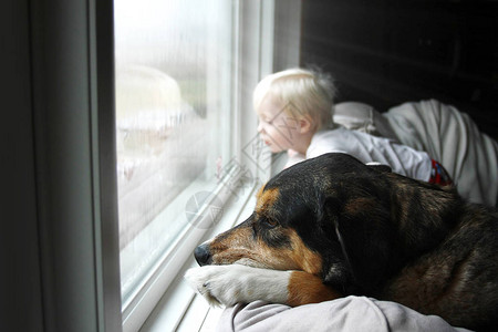 一只大宠物狗和一个小男孩在雨天梦寐以求地看着图片