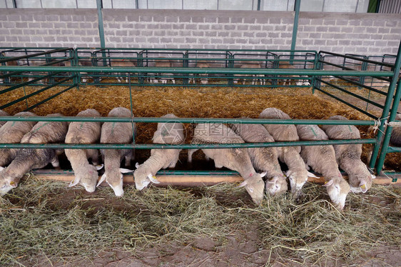 羊在笔中在现代农场喂羊图片