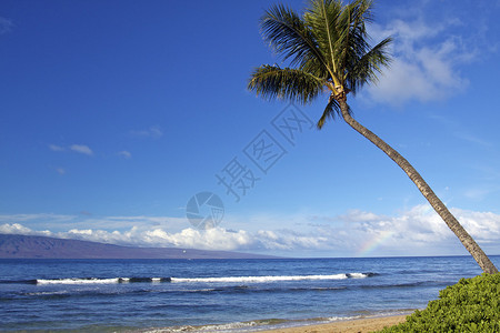 一棵孤独的棕榈树俯瞰着热带毛伊岛海滩图片