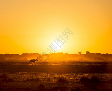 非洲日落风景图片