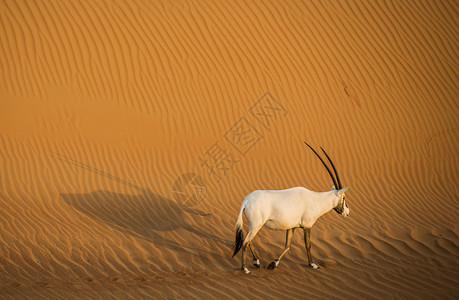 迪拜附近日落时分在沙漠中行走的阿拉伯羚羊背景图片