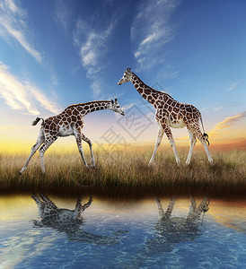 日落时的两只长颈鹿水中倒影图片