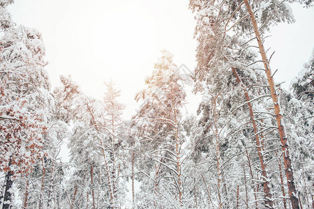 白雪皑的冬季森林和阳光的低角度视图图片