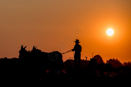 在金色的夕阳下与马一起耕种时的阿米什人图片