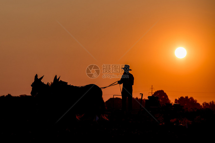 在金色的夕阳下与马一起耕种时的阿米什人图片