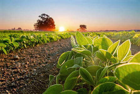 清晨的大豆田和大豆植物大豆农业图片