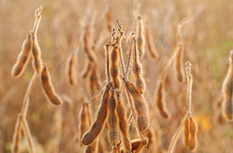 密闭的成熟大豆植物有早图片