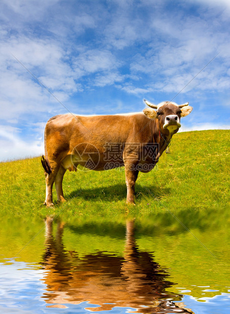 水边牧场上的奶牛图片