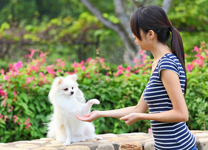 训练她的狗女人图片