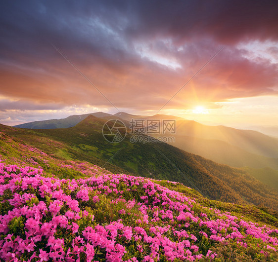 草地上的山花在野外盛开的粉红色杜鹃花日落时有美丽云彩的天空两个框架的拼贴画图片