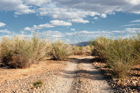 蒙古沙漠山路与植物图片
