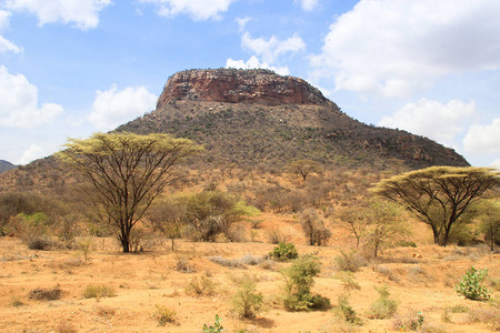 非洲干燥热带草原其背景是干燥图片