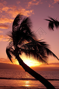 棕榈在毛伊岛的多彩日落图片