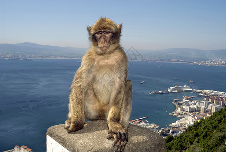 在直布罗陀岩石的猴子图片