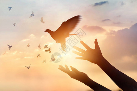 女人祈祷解放鸟儿在日落下飞背景图片