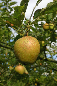树上的苹果树上有叶子苹果和天图片