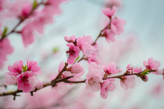 漂亮的粉色樱花花枝图片