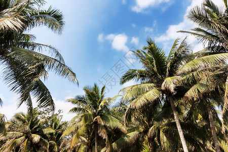 海南岛的棕榈树背景图片