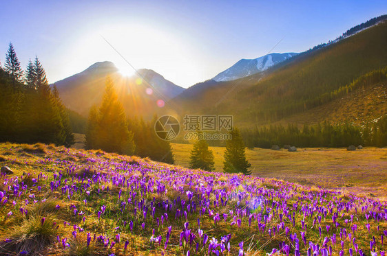 波兰春天的Chocholowska山谷图片