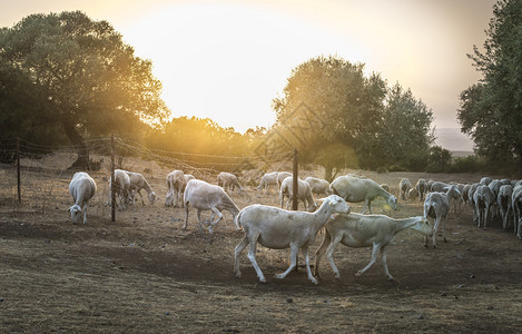 山中日落时的羊群图片