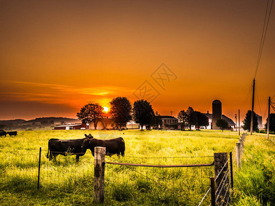 一只公牛和母牛在牧草的篱笆中并肩站立图片