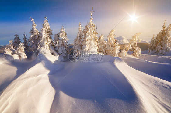 山林的冬天阳光明媚的一天圣诞风景与图片
