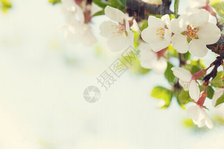 樱花树在阳光明媚的春天中开花图片