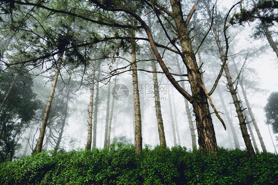 早晨的雾和树林图片
