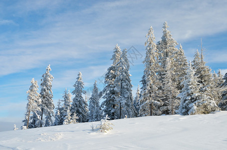 在阳光明媚的一天山地风景雪下森林着图片
