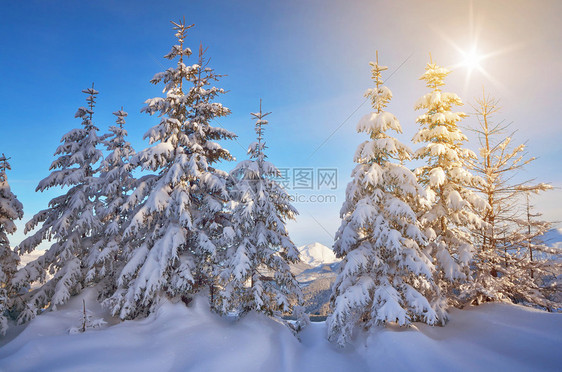 白雪覆盖的树木冬天在山林晴天图片