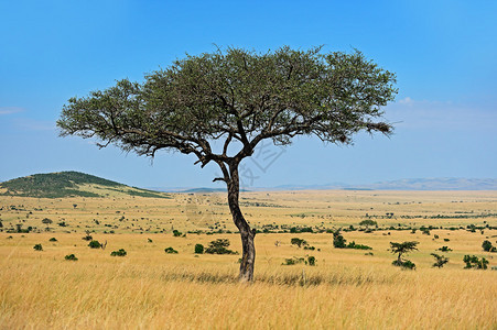 东非开阔的热带草原平上图片