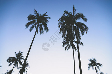 Sillhouette棕榈图片
