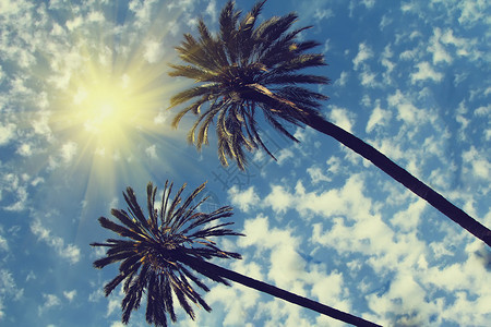 在晴朗的天空背景的棕榈树夏天概念图片