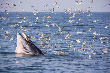 Bryde的鲸鱼喂养海鸥食用图片