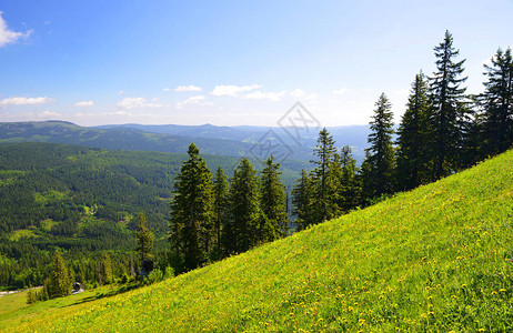 Wald的夏季风景图片