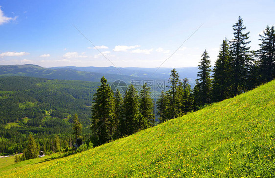 Wald的夏季风景图片