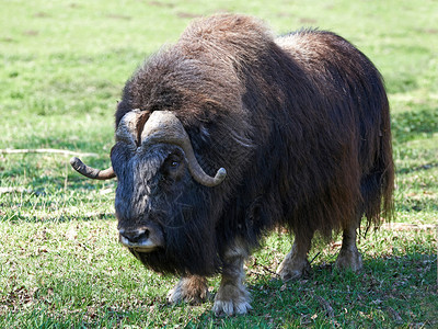 Muskox站在图片