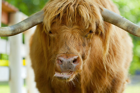 苏格兰高地公牛在农场图片