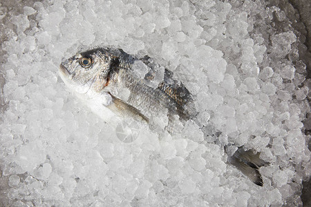 碎冰上生鱼片的俯视图图片
