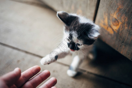 女人用手和小猫玩耍可爱的小猫玩耍图片