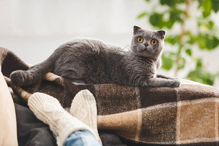 可爱的苏格兰折耳猫躺在沙发上的女人旁边的毯子上图片