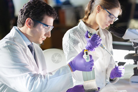 在实验室研究的生命科学家专注的生命科学专业人员使用多通道移液器将预混液移到PCR96孔微板中医疗保图片