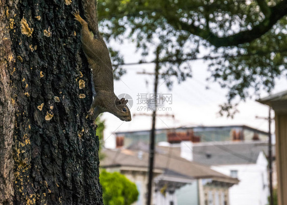 新奥尔良城市生活野灰松鼠在公园的一棵树图片