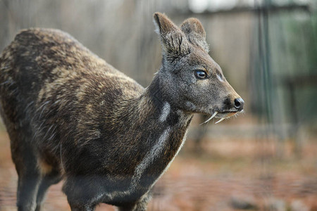 西伯利亚蒙古鹿图片