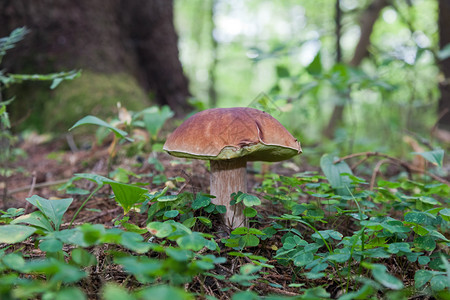 草丛中的森林蘑菇图片