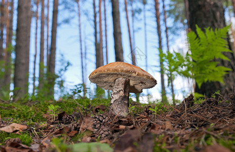 草丛中的森林蘑菇图片