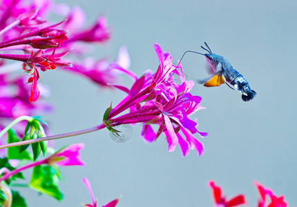 花上的蜂鸟蛾图片